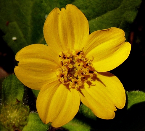 {Chrysogonum virginianum}